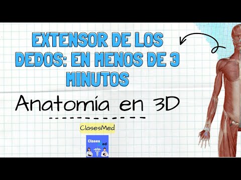 Músculos del Antebrazo: