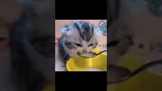 mommy fors milk is tasty 😋🤤 #lotm #loginion #vyuk #shorts #manhwa #shortsvideo #shortsviral