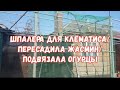 #372ШПАЛЕРА ДЛЯ КЛЕМАТИСА/ПЕРЕСАДИЛА ЖАСМИН/ПОДВЯЗАЛА ОГУРЦЫ