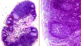 Histological preparations for the intermidiate Exam - 3  (35)