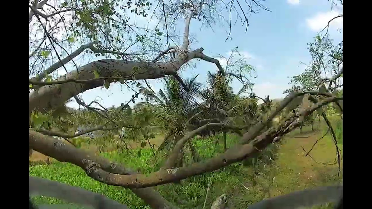 Flying Meteor 75 pro with walksnail hd mini 1S