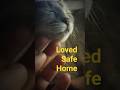 Loved Safe Home 🤍🐾 #cat #catlove #catshorts #emotionalshorts #animallove #cats #pet #love #cute