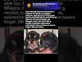 Camada de shih tzu y golden retriever sorprende a internet