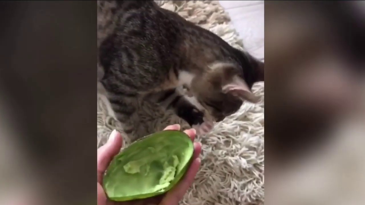 Кот ест авокадо. Можно ли котам авокадо. Кот ест авокадо. Авокадо кошечка. Животное ест авокадо.