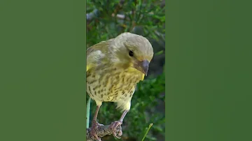 عصفور الخضيري الحسون الأخضر العصفور Chardonnert 
