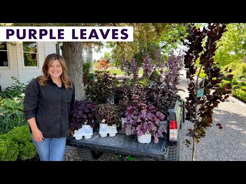 Video: Lilla eller svarte bladplanter – Hvordan bruke mørke bladplanter i hager
