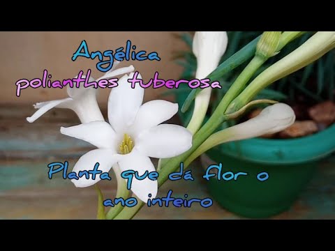 Angélica (polianthes tuberosa) planta que produz flores perfumadas o ano  todo - thptnganamst.edu.vn