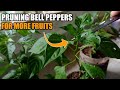 Paano mag pruning ng bell pepper o atsal sa container para maparami ang bunga