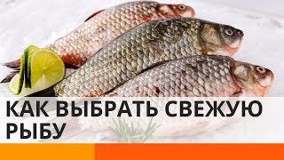 Как отличить свежую рыбу от испорченной: советы эксперта – Утро в Большом Городе Как отличить свежую рыбу от испорченной: советы эксперта – Утро в Большом Городе