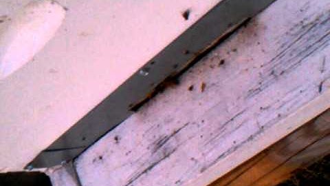 Bee removing rubber band from hive 2.mp4