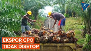 Mulai Besok, Pemerintah Larang Ekspor Bahan Baku dan Produk Minyak Goreng