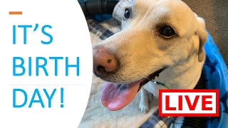 LIVE STREAM Labrador Puppy Birth Part 1!