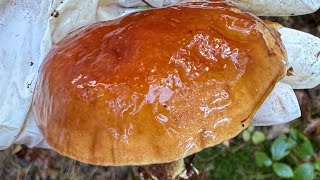  Pilze sammeln mit Inge 12.10.2026 德国北方找蘑菇
