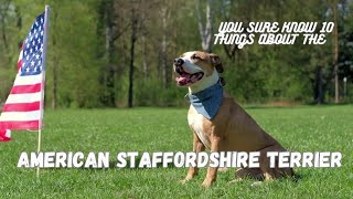 American Staffordshire Terrier, You Sure Know 10 Things About #dogfacts #doglover