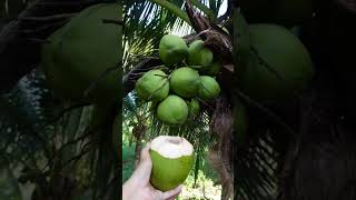 ទឹកដូងផ្អែមឈ្ងុយ Nutty fresh coconut watercoconut