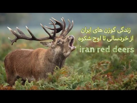 زندگی گوزن قرمز ایرانی یا مرال   