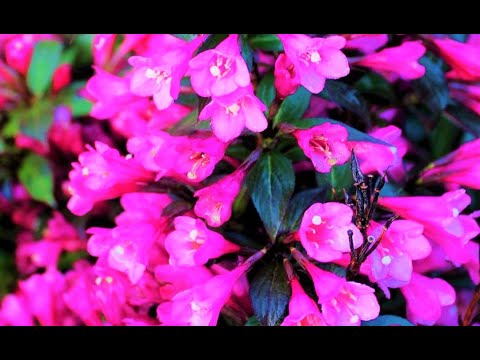 Video: Finns det en dvärgviburnum?