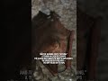 A Bat Can't Take Off From The Ground