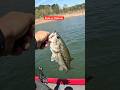 Nice 12lb bass #bassfishing #bass #fishing #outdoors