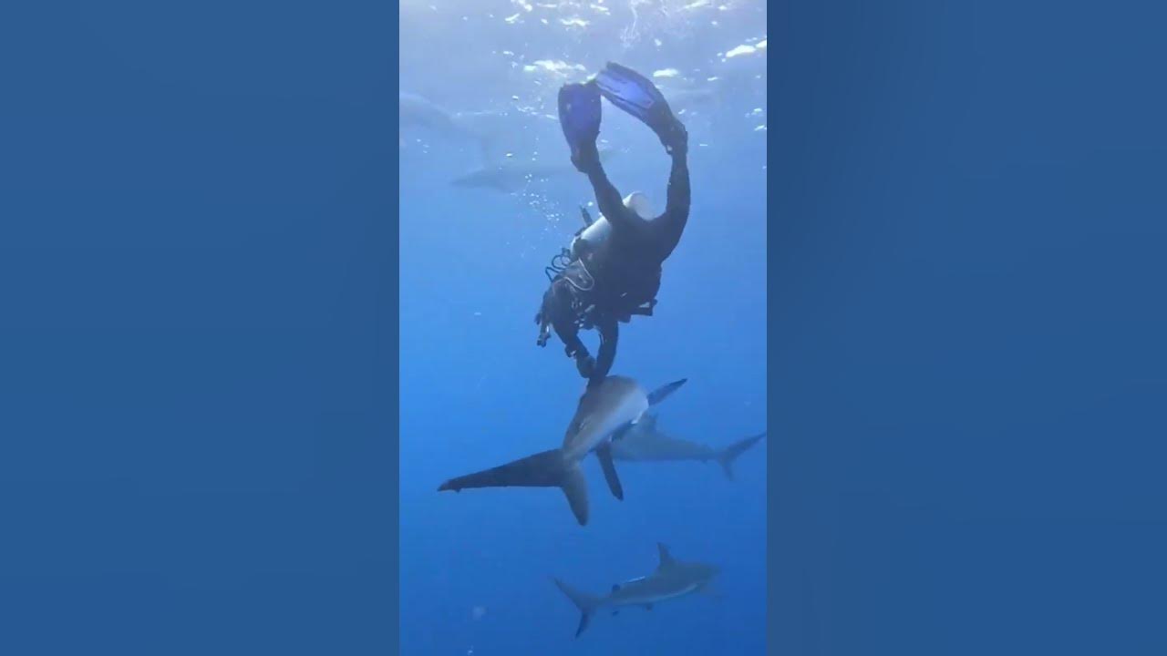 Ныряльщик хватает акулу за нос #акула #животные #shark #ocean - YouTube