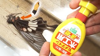 お腹の取れた蝶の標本を修理する方法