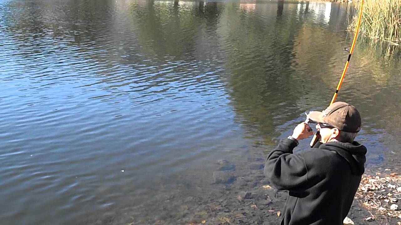 Rainbow Trout Derby Winner YouTube