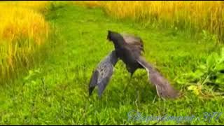 TIẾNG CÚM NÚM GỌI BẦY - MỚI NHẤT