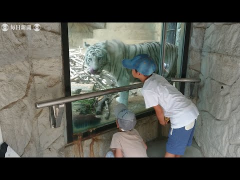 駆除したシカやイノシシ、ライオンやトラの餌に　福岡・大牟田市動物園