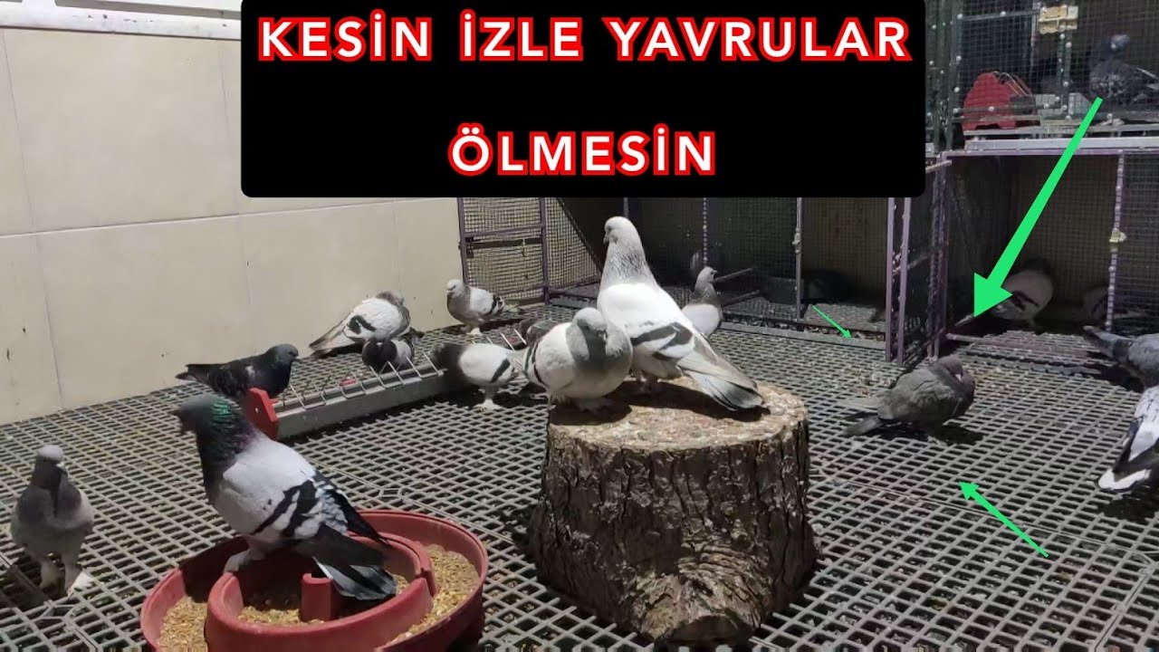 İZLERSEN YAVRULARIN ÖLMEZ ÇÜNKÜ.YAVRU GÜVERCİN HAYAT MÜCADELESİ NE ZAMAN BAŞLAR