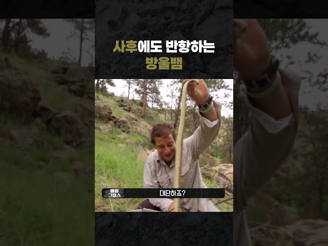 사후에도 반항하는 방울뱀