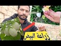 زراعة البيض بين الحقيقة والخيال شىء غير معقول الحلقة36 زراعة البيض بين الحقيقة والخيال شىء غير معقول الحلقة36
