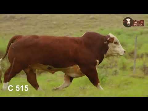 LOTE 09   FIV C515