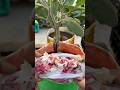 Growing eggplant using homemade technique onions garlic peel as compost #eggplant #gardening #shorts