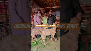 Bakra eid ki booking Start hai aj hi apna package book krwae #bakraeid #goat