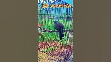 Lại Bắt cô trói cột khướu hót giọng hay