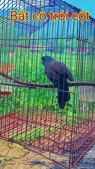 Lại Bắt cô trói cột khướu hót giọng hay