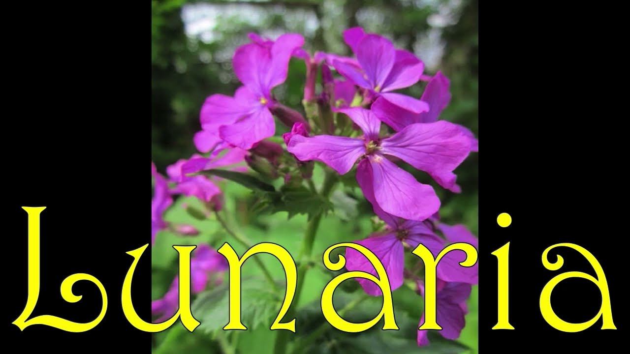 Must have plant Lunaria annua honesty Money plant / growing guide