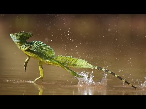 Video: Basilisco: un lagarto que camina sobre el agua