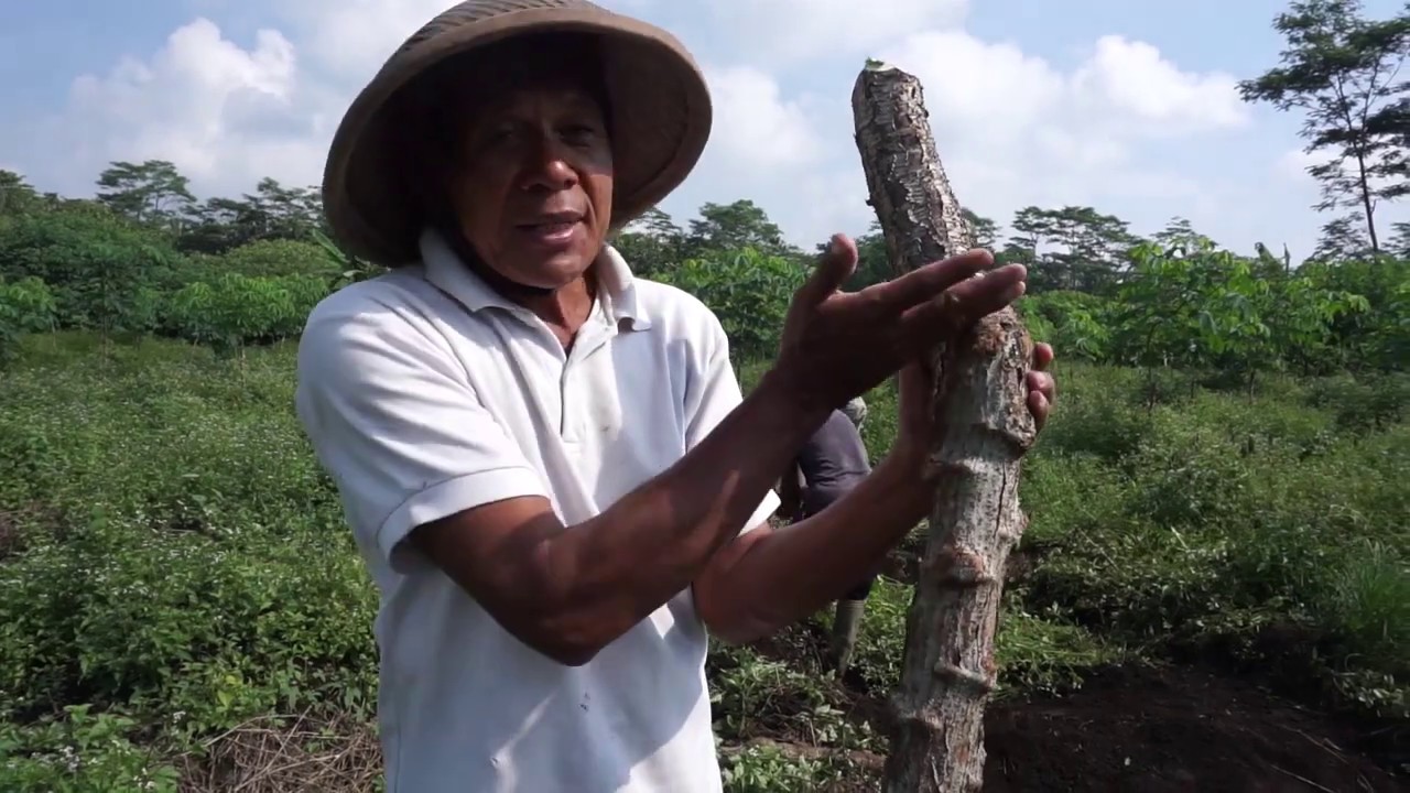 Cara terbaru tanam singkong agar bisa menghasilkan umbi besar 100 kg