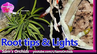 Orchid root tips and lights 【Vanda Arthorn】