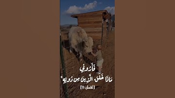 #أرح_سمعك_وقلبك #آيات #قرآن #اكسبلور #القرآن_الكريم #لايك #مصر #تيك_توك #duet #دويتو #السعودية