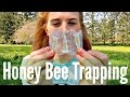 Honey Bee Trapping?! | How to use Lures and Attractants | Beekeeping with Maddie #10