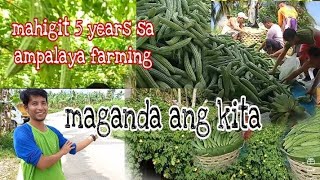 2000+ kilos ampalaya harvest per week grabe #farming  #bittergourd #ampalaya #vegetables