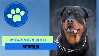 Rottweiler by Hunderassen aus aller Welt 528 views 1 year ago 3 minutes, 22 seconds