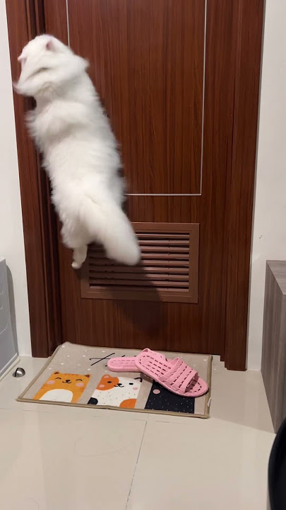 Kootie bisa ngomong makan dan buka pintu