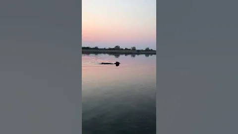 Нерест Бычков