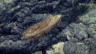 The golden sea mouse uses brilliant bristles to thrive in the deep sea by MBARI (Monterey Bay Aquarium Research Institute) 9,337 views 9 months ago 49 seconds