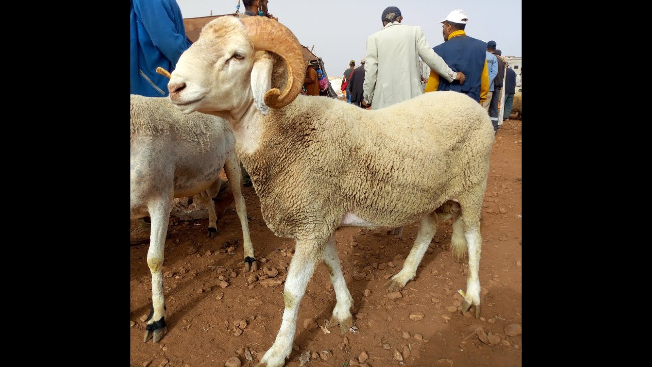 الله الله على الصردي و البرگي تبارك الله الخير موجود ديال العيد الاضحي سوق ولاد عبدون خريبگة 🐏🐏