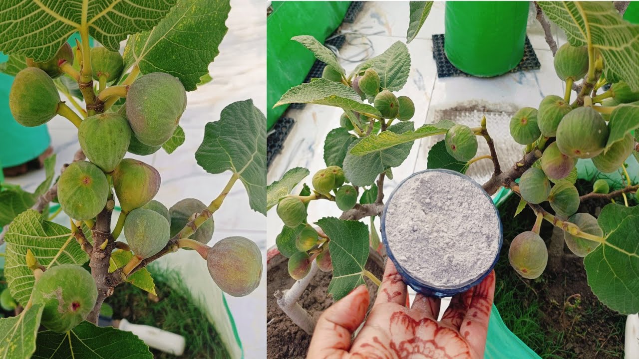 गमले में सैकड़ो अंजीर। से पौधों को भरने वाली स्पेशल खाद । सालाना लाखों की कमाई वालाऔषधि फल ,organic