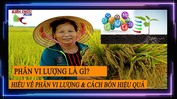 Phân bón trung vi lượng tiếng anh là gì năm 2024